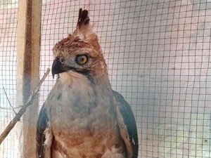 Paruh Elang Jawa Terluka Usai Tabrak Kaca Rumah Warga di Sukabumi