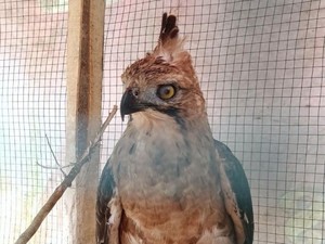 Dugaan Asal-sul Elang yang Tabrak Kaca Rumah hingga Pecah