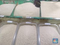 Harga Beras Melonjak di 114 Kabupaten/Kota, BPS Beberkan Datanya