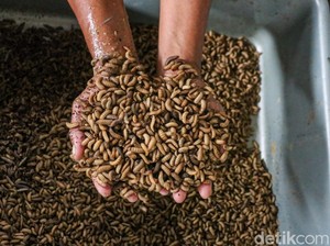 Bisa Bantu Urai Sampah Organik, Amankah Pelihara Maggot?