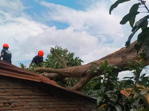 Pohon Tumbang Timpa Pemotor di Bulukumba, 3 Orang Luka-1 Patah Tulang