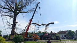 Perjuangan Tim Tebang Pohon Randu Alas Raksasa 250 Tahun di Tuksongo Borobudur