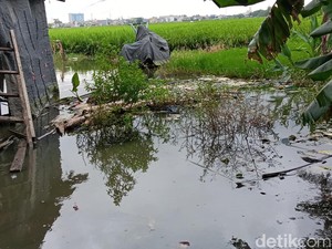 Banjir Ubah Petak Sawah di Jakarta Jadi Kolam Pemancingan Petani