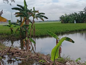 Petak Sawah di Jakarta Kebanjiran, Jadi Tempat Mancing Petani Nganggur