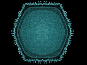 Virus Raksasa Ditemukan, Bisa Beri Petunjuk Evolusi Kehidupan