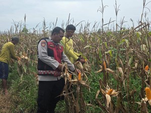 Aipda Iwan 15 Tahun Bina Ratusan Petani Hingga Ekonomi Desa di Ogan Ilir Meningkat