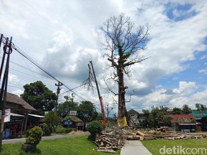 Penebangan Randu Alas Tuksongo Borobudur Dilanjutkan Hari Ini