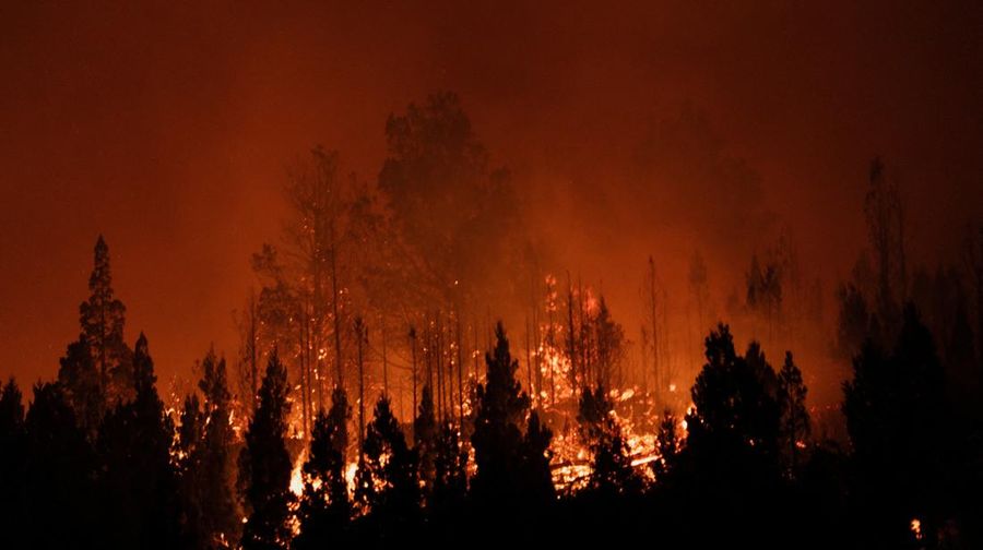 Seorang anggota perlindungan sipil mengamati area yang terkena dampak kebakaran hutan di Cholila, di provinsi Patagonia Chubut, Argentina, 1 Februari 2026. (REUTERS/Nicolas Palacios)