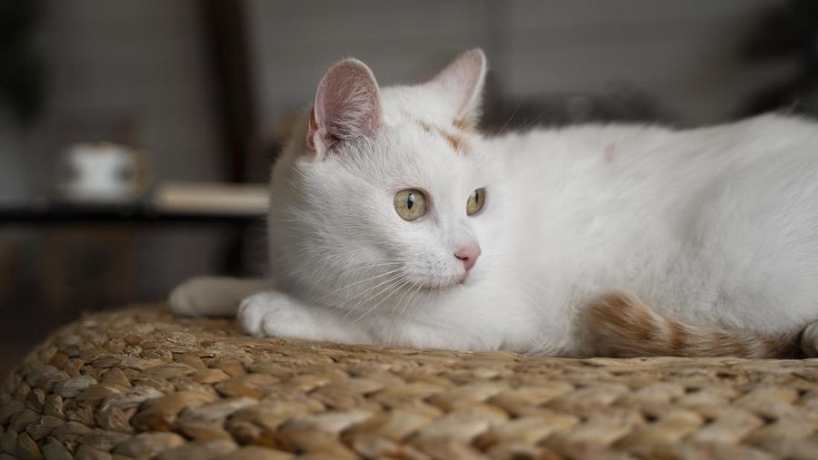 Ilustrasi kucing putih. (Dok. Freepik)