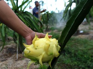 Upaya Kelompok Petani Buah Naga Banyuwangi Jaga Stabilitas Harga
