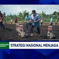 Video: Jurus Kemantan Genjot Produksi Jagung & Sejahterakan Petani