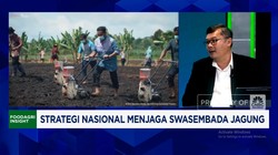 Video: Jurus Kemantan Genjot Produksi Jagung & Sejahterakan Petani
