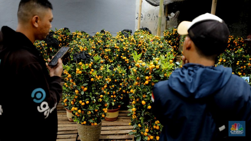 Penjualan pohon jeruk Kimkit dan Chusa yang dijual di kawasan Meruya, Jakarta, Selasa (3/2/2026). (CNBC Indonesia/Tri Susilo)