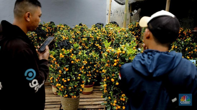 Penjualan pohon jeruk Kimkit dan Chusa yang dijual di kawasan Meruya, Jakarta, Selasa (3/2/2026). (CNBC Indonesia/Tri Susilo)