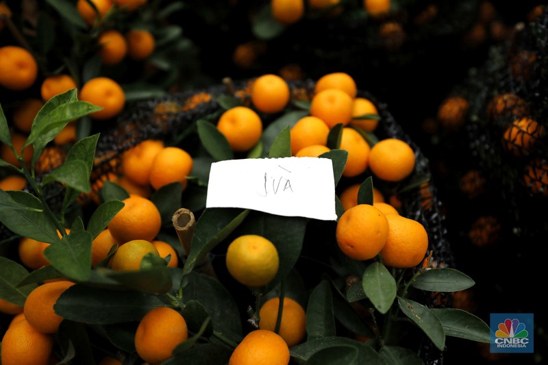 Penjualan pohon jeruk Kimkit dan Chusa yang dijual di kawasan Meruya, Jakarta, Selasa (3/2/2026). (CNBC Indonesia/Tri Susilo)