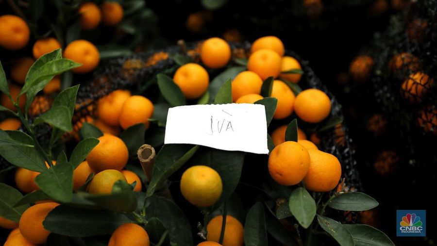 Penjualan pohon jeruk Kimkit dan Chusa yang dijual di kawasan Meruya, Jakarta, Selasa (3/2/2026). (CNBC Indonesia/Tri Susilo)