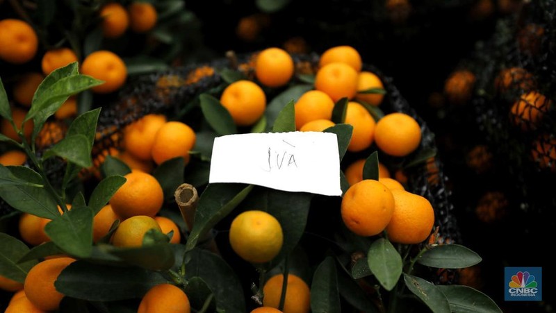 Penjualan pohon jeruk Kimkit dan Chusa yang dijual di kawasan Meruya, Jakarta, Selasa (3/2/2026). (CNBC Indonesia/Tri Susilo)