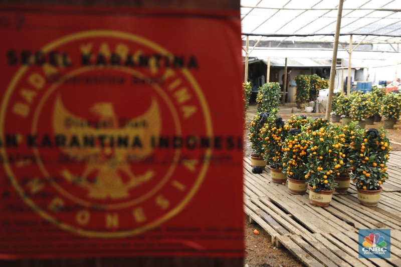Penjualan pohon jeruk Kimkit dan Chusa yang dijual di kawasan Meruya, Jakarta, Selasa (3/2/2026). (CNBC Indonesia/Tri Susilo)