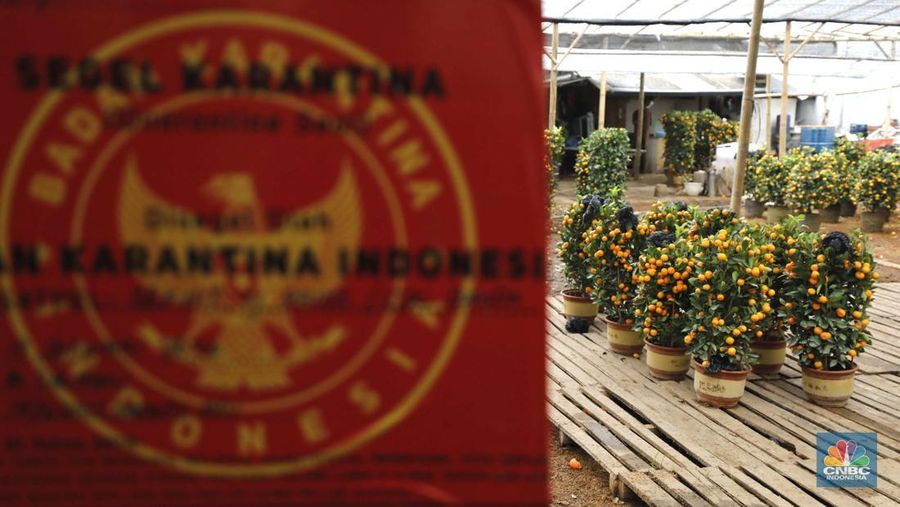 Penjualan pohon jeruk Kimkit dan Chusa yang dijual di kawasan Meruya, Jakarta, Selasa (3/2/2026). (CNBC Indonesia/Tri Susilo)