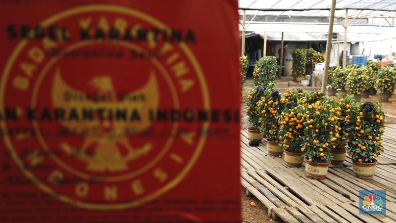 Penjualan pohon jeruk Kimkit dan Chusa yang dijual di kawasan Meruya, Jakarta, Selasa (3/2/2026). (CNBC Indonesia/Tri Susilo)