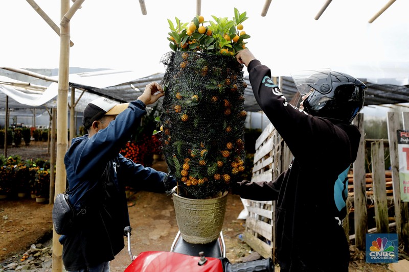 Penjualan pohon jeruk Kimkit dan Chusa yang dijual di kawasan Meruya, Jakarta, Selasa (3/2/2026). (CNBC Indonesia/Tri Susilo)