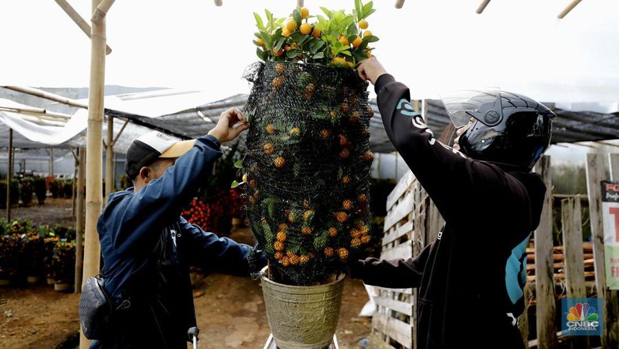 Penjualan pohon jeruk Kimkit dan Chusa yang dijual di kawasan Meruya, Jakarta, Selasa (3/2/2026). (CNBC Indonesia/Tri Susilo)
