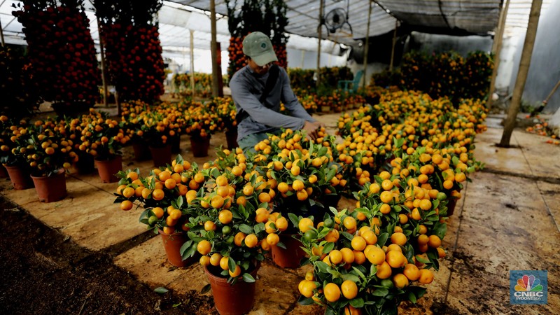 Penjualan pohon jeruk Kimkit dan Chusa yang dijual di kawasan Meruya, Jakarta, Selasa (3/2/2026). (CNBC Indonesia/Tri Susilo)