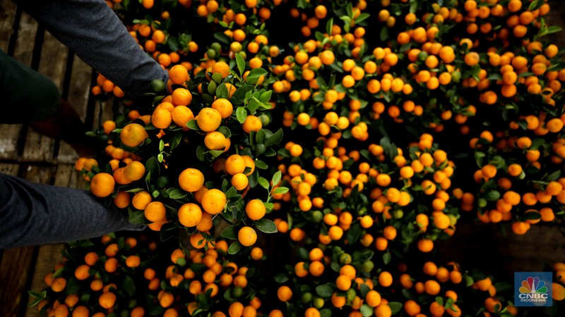 Penjualan pohon jeruk Kimkit dan Chusa yang dijual di kawasan Meruya, Jakarta, Selasa (3/2/2026). (CNBC Indonesia/Tri Susilo)