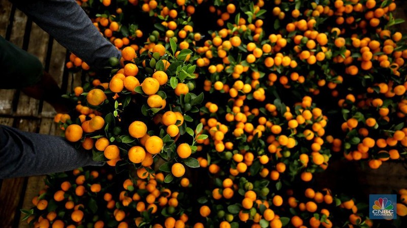 Penjualan pohon jeruk Kimkit dan Chusa yang dijual di kawasan Meruya, Jakarta, Selasa (3/2/2026). (CNBC Indonesia/Tri Susilo)