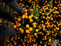 Sepi Pembeli! Potret Penjualan Pohon Jeruk Keberuntungan Jelang Imlek