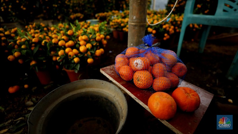 Penjualan pohon jeruk Kimkit dan Chusa yang dijual di kawasan Meruya, Jakarta, Selasa (3/2/2026). (CNBC Indonesia/Tri Susilo)