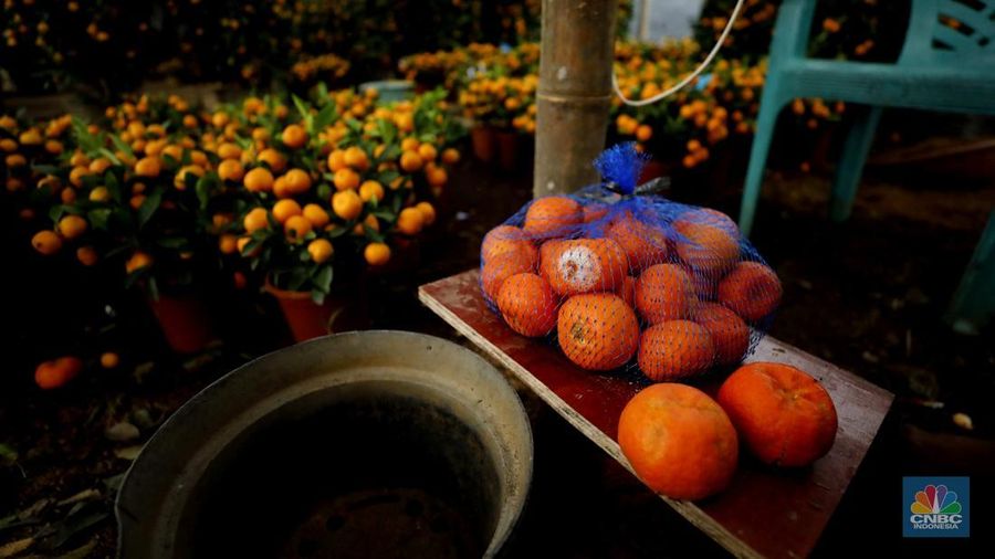 Penjualan pohon jeruk Kimkit dan Chusa yang dijual di kawasan Meruya, Jakarta, Selasa (3/2/2026). (CNBC Indonesia/Tri Susilo)