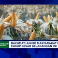 Video: Jaga Swasembada Jagung, RI Incar Produksi 18 Juta Ton di 2026