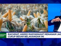 Video: Jaga Swasembada Jagung, RI Incar Produksi 18 Juta Ton di 2026