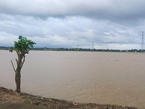 2.807 Hektare Sawah Gagal Panen Akibat Banjir Jepara Tak Tercover Asuransi
