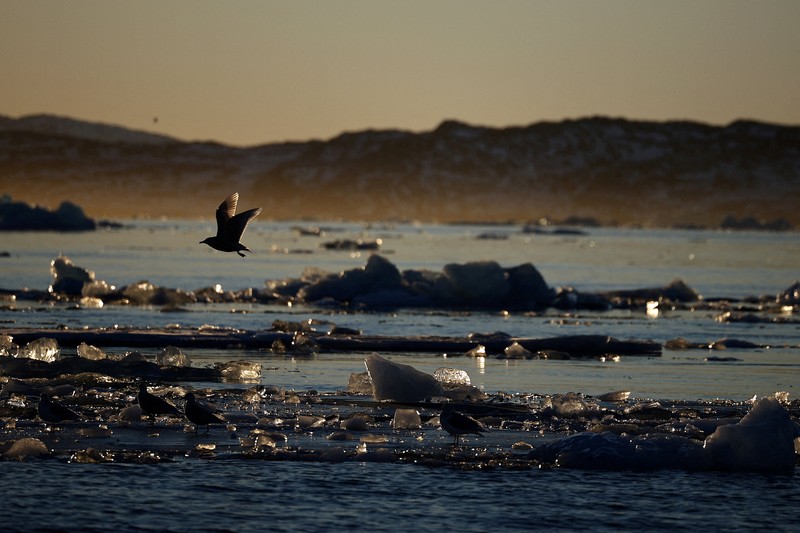 Sebuah bongkahan es mengapung di perairan laut dekat Nuuk, Greenland, 30 Januari 2026. REUTERS/Fedja Grulovic