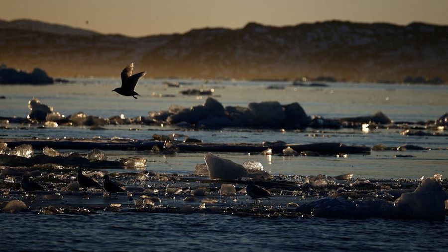 Sebuah bongkahan es mengapung di perairan laut dekat Nuuk, Greenland, 30 Januari 2026. REUTERS/Fedja Grulovic