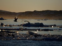 Peneliti Kaget Temukan Sisa Manusia Berserakan Sampai Greenland