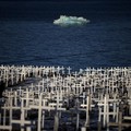 Sebuah bongkahan es mengapung di perairan laut dekat Nuuk, Greenland, 30 Januari 2026. REUTERS/Stoyan Nenov