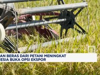 Video: Serapan Beras Dari Petani Meningkat, RI Membuka Opsi Ekspor