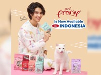 Kucing Influencer Meninggal, Netizen Ramai-ramai Berduka