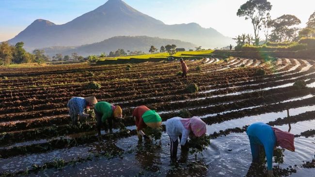 KUR Jadi Kunci Gerakan Ekonomi dan Ketahanan Pangan, Ini Buktinya!