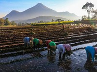 KUR Jadi Kunci Gerakan Ekonomi & Ketahanan Pangan, Ini Buktinya!