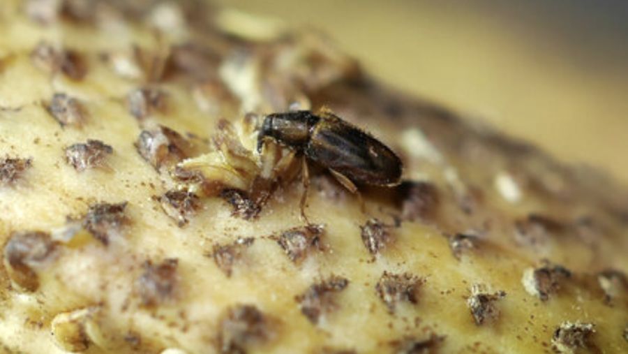 Elaeidobius plagiatus. (Dok. researchgate.net)