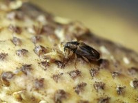 Penyerbuk RI Tak Mempan, Pengusaha Sawit Impor Serangga dari Tanzania