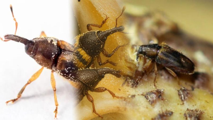 Foto kolase Elaeidobius kamerunicus, Elaeidobius subvittatus, dan Elaeidobius plagiatus. (Dok. Istimewa)