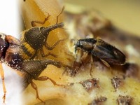 Pengusaha Sawit RI Sampai Datangkan Serangga dari Tanzania, Untuk Apa?