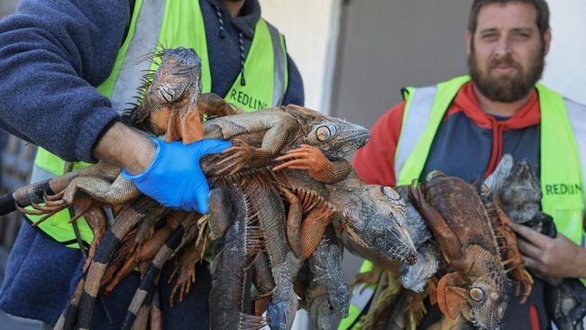 Fenomena Iguana Beku Berjatuhan dari Langit Gegerkan Warga