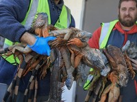 Fenomena Iguana Beku Berjatuhan dari Langit Gegerkan Warga