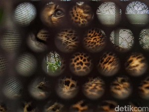 Macan Tutul Mampir ke Rumah Warga Bandung Akan Diobservasi di Garut